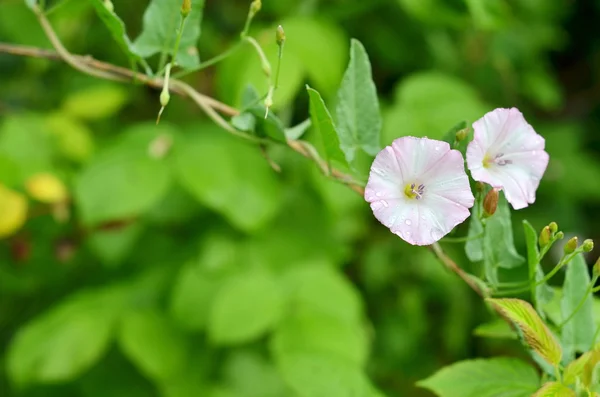 Bloei veld bindweed (Convolvulus arvensis) in een tuin — Stockfoto