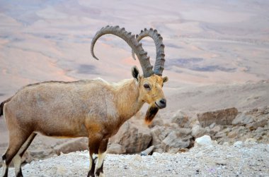 kraterin kenarında üzerinde Nubian Dağ keçisi ramon.