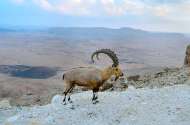 kraterin kenarında üzerinde Nubian Dağ keçisi ramon.