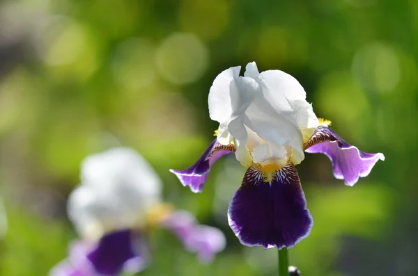 Iris fleur sur un fond d'herbe verte naturelle . — Photo