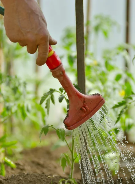 Mengairi tanaman di kebun dengan sinar matahari . — Stok Foto