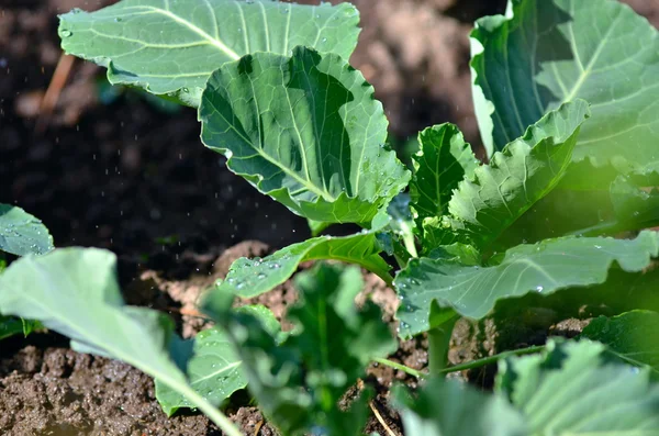 Innaffiamento di piantine di cavolo . — Foto Stock