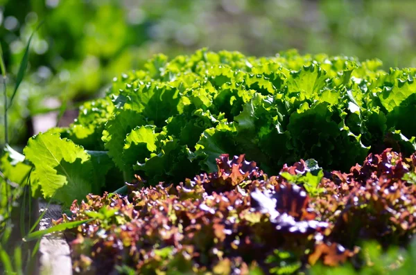 Laitue verte cultivée dans le potager. Laitue saine — Photo