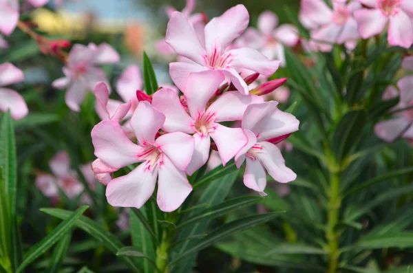 Roze oleanders bloemen natuurlijke boeket closeup. — Stockfoto