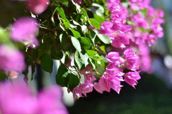 Бугенвіль Bougainvillea є вічнозеленого кучерявого чагарник. — стокове фото