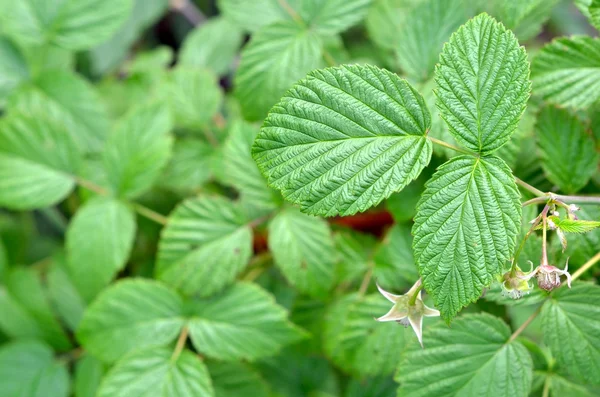 Малина (rubus L.) - это листопадное растение семейства лиственных. — стоковое фото