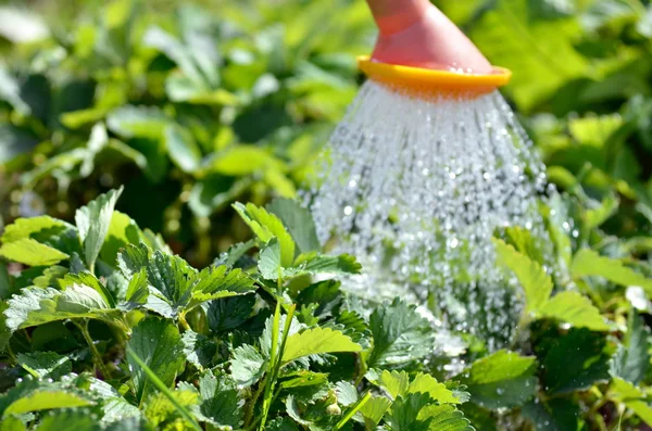 Plante d'arrosage dans le jardin avec lumière du soleil . — Photo