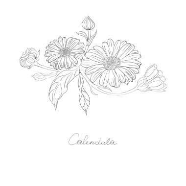 Tıbbi bitki Calendula officinalis. 