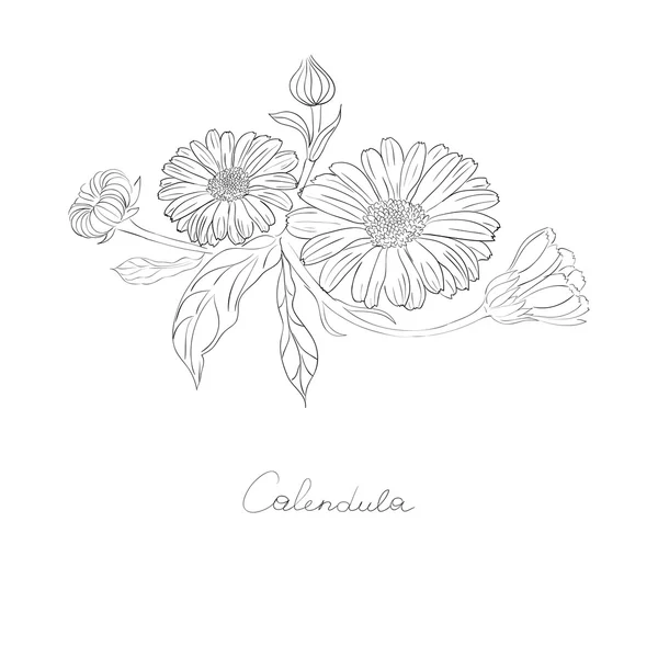 Medicinale plant Calendula officinalis. — Stockvector