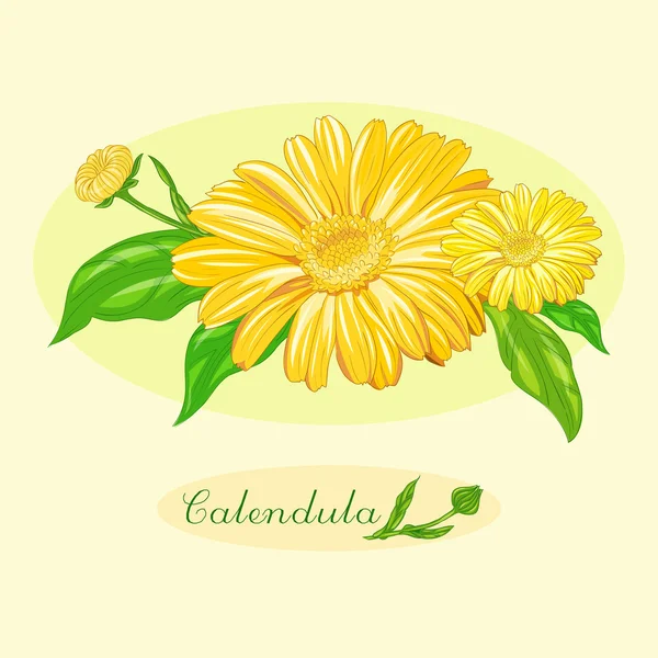 Calendula officinalis, blommor och blad, bukett. — Stock vektor