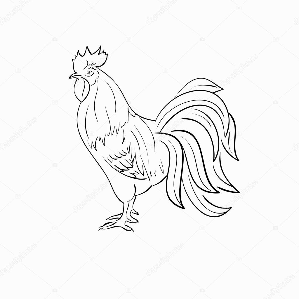 Rooster black line art sketch of cock.