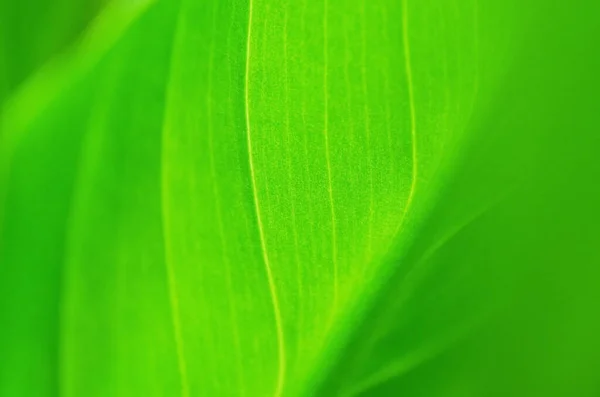 Textura Folha Verde Abstrata Para Fundo Imagem — Fotografia de Stock