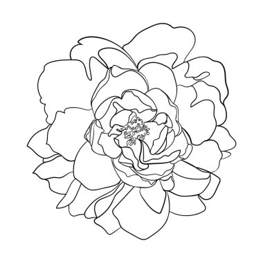 Şakayık çiçeği. Çizgi çizme. - Vektör illüstrasyonu