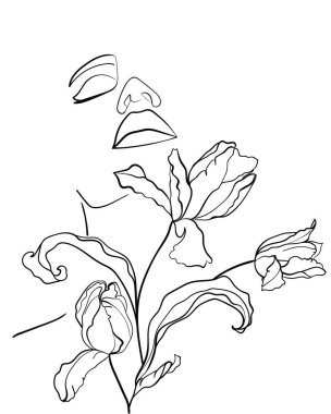 Çiçek laleli güzel yüz, çizim sanatı. Soyut, minimal kadın portresi. - Vektör illüstrasyonu