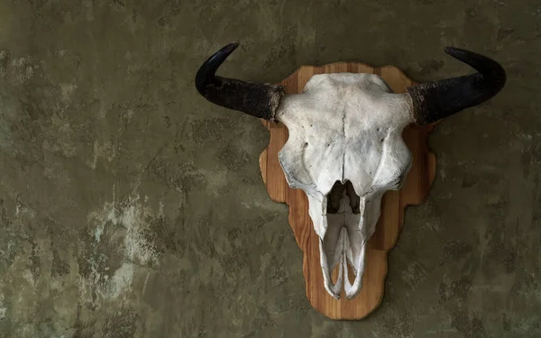 Bull animal skull hanged on wall with copy space