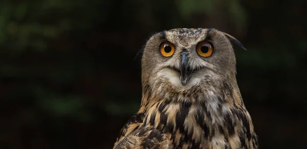 Portrait Eurasian Eagle Owl Looking Camera — Stock Photo, Image