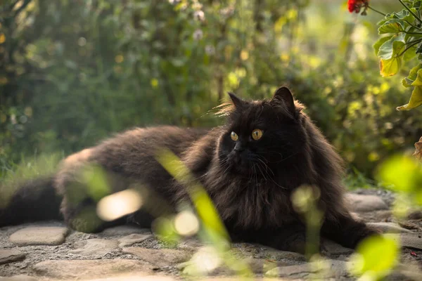 Fekete Perzsa macska ül szabadban a kertben virágok között — Stock Fotó