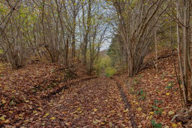15 Kasım 2020 'de, sonbaharda çalı ağaçlarının arasında tekerlek izleri olan patika.