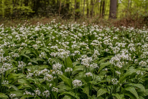 Plantas Alho Selvagem Com Flores Brancas Fundo Floresta Trelde Naes — Fotografia de Stock