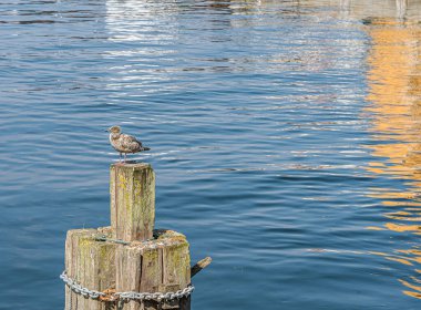 Bir direkte oturan martı ve 7 Ağustos 2021 'de Danimarka, Karrebaksminde' deki mavi suya yansıyan güneş.