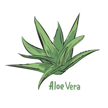 Tıbbi aloe bitki silüstrasyonu.
