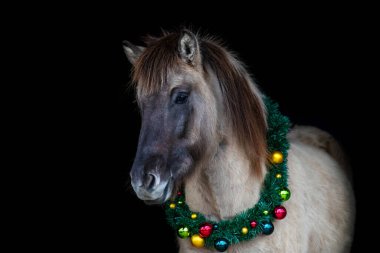Konik horse with Christmas wreath decorated with colorful baubles in festive portrait on black background
