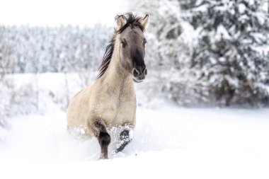 Konik horse running through deep snow in winter landscape, dynamic motion and natural beauty in cold season