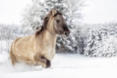 Konik horse running through deep snow in winter landscape, dynamic motion and natural beauty in cold season