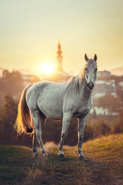 Elegant Arabian horse standing on hill during golden sunset with village and church tower in background