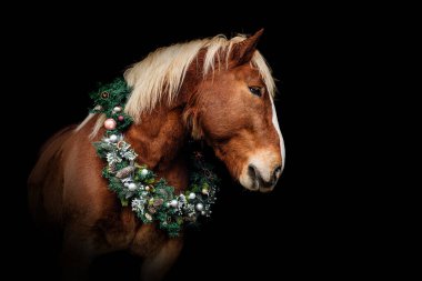 South German Coldblood horse decorated with festive Christmas wreath on black background symbolizing winter elegance