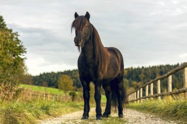 Black Icelandic horse standing proudly on country path surrounded by nature and soft evening light