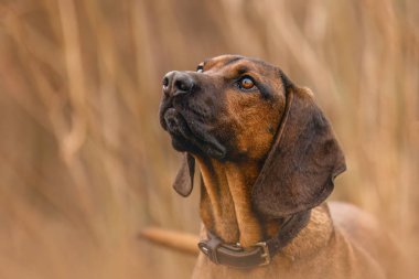 Bavarian Mountain Hound looking up in autumn nature, hunting dog portrait outdoors