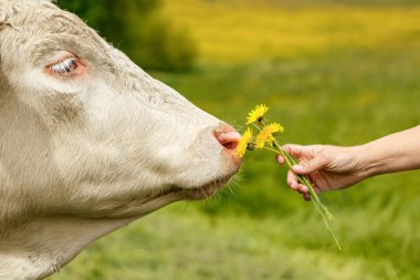 Bir ineğe karahindiba sunan insan eli, bahar çayırlarında nazik çiftlik etkileşimi