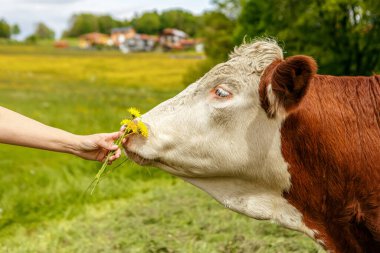 Bir ineğe karahindiba sunan insan eli, bahar çayırlarında nazik çiftlik etkileşimi