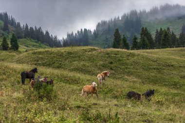 Horse herd grazing on mountain pasture in the Allgu Alps, misty alpine landscape with forest