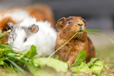 Two cute guinea pigs eating fresh green grass and leaves outside. Close-up view of a brown and a white guinea pig in natural light.