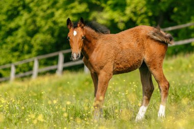 Bay brown warmblood foal with white star marking on forehead standing on green meadow in spring light