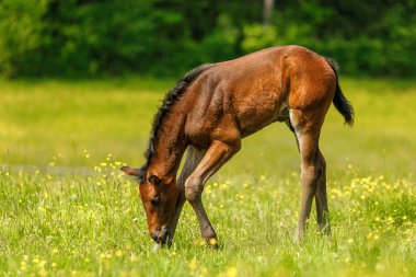 Bay brown warmblood foal with white star marking on forehead standing on green meadow in spring light