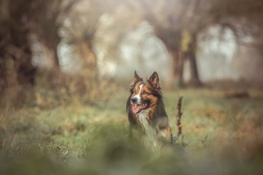 Arka planda yumuşak çimenler ve söğüt ağaçlarıyla çevrili bir sonbahar otlağında oturan samur renkli Collie Border. Sıcak doğal ışık ve toprak renkleri sakin bir kırsal atmosfer yaratır..