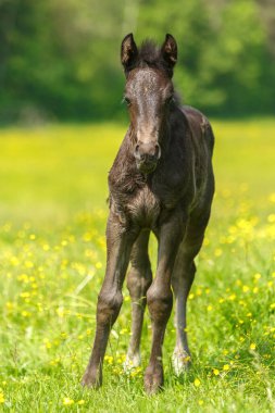 Bahar güneşinde sarı düğün çiçekleri ile yeşil çayırda duran siyah, sıcak kanlı tay, tapılası genç at