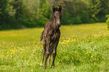 Bahar güneşinde sarı düğün çiçekleri ile yeşil çayırda duran siyah, sıcak kanlı tay, tapılası genç at