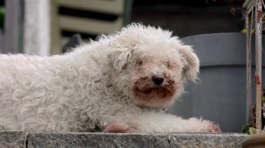 Beyaz tüylü Pumi köpeğinin yakın çekimi kameraya bakıyor, sonbahar bahçesi arka planında rahat, çoklu evcil hayvan atmosferi var.