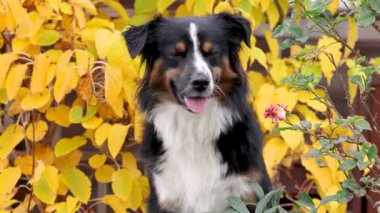 Parlak sarı yaprakların önünde dili çıkmış bir Avustralya çoban köpeğinin baş portresi. Sıcak sonbahar atmosferi, Şükran Günü hissi ve doğal ışık..