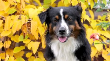 Sarı sonbahar yapraklarının, sıcak sonbaharın ve Şükran Günü atmosferinin önünde özenli bir Avustralya çoban köpeği portresi