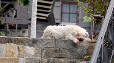 Beyaz tüylü Pumi köpeği terasta mutlu bir şekilde zıplıyor, sonbahar bahçesinde kediler açık havada, evcil hayvan barınağında