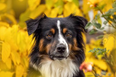 Sarı sonbahar yapraklı Mini Australian Shepherd portresi sonbahar sezonu ve Şükran Günü modunda.