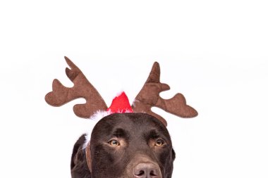 Çikolatalı Labrador Retriever beyaz arka planda ren geyiği boynuzu takıyor, komik bir Noel köpek portresi