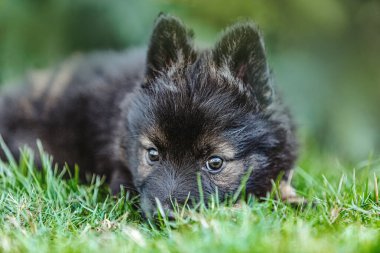 Alman çoban köpeği yerde uzanıyor ve yumuşak kahverengi gözlerle yukarı bakıyor.