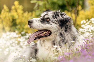 Mavi merle Avustralyalı Çoban Çiçekli bahar çayırında dinleniyor, Mutlu köpek çiçeklerin içinde dilsiz