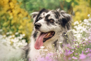 Mavi merle Avustralyalı Çoban Çiçekli bahar çayırında dinleniyor, Mutlu köpek çiçeklerin içinde dilsiz